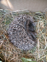 a baby Hedgehog, lies, sleeps, licks, hedgehog in the wild, wildlife,