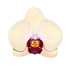 Fototapeta na wymiar Isolated orchid flower