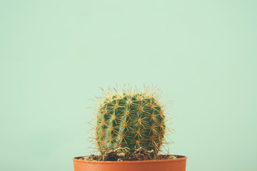 Afbeelding van cactus in een pot infront van houten blauwe achtergrond.