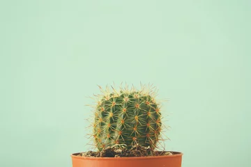 Keuken foto achterwand Cactus Afbeelding van cactus in een pot infront van houten blauwe achtergrond.