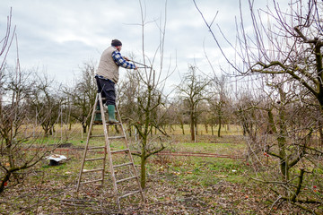 Farmer is pruning branches of fruit trees in orchard using long loppers on ladders