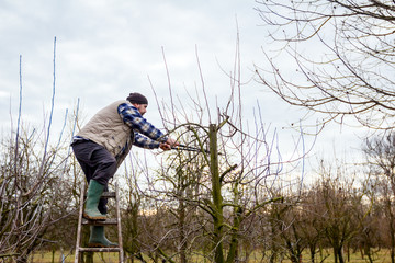 Fototapeta premium Farmer is pruning branches of fruit trees in orchard using long loppers on ladders