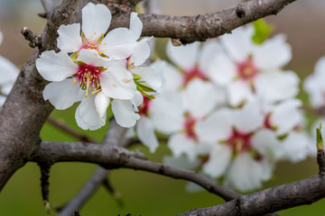 Horizontal View of Close Up of Flowered Almond Branch On Blur Background