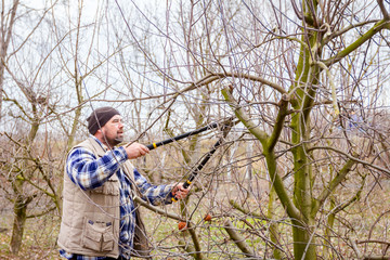 Gardener is cutting branches, pruning fruit trees with long shears in the orchard