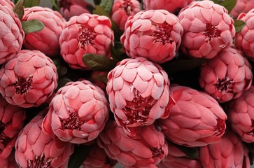 Background of Red Artificial Protea Aristata Flowers