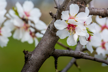 Horizontal View of Close Up of Flowered Almond Branch On Blur Background