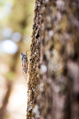 Cricket on the Tree - Closeup