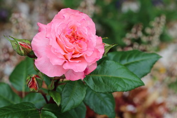 Fleur de jolie rose couleur peche. Rosier Fox Trot dans le jardin.