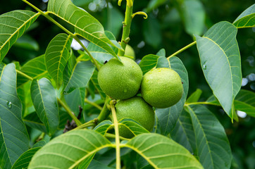 Ordinary walnut. Scientific name Juglans regia