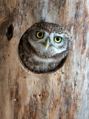 The little owl (Athene noctua) peeps out of the hollow