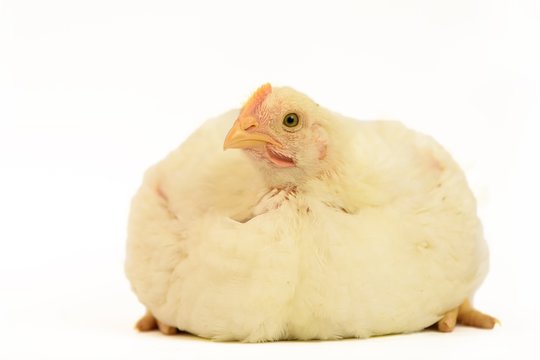 Broiler chicken 30 days old isolated on white.