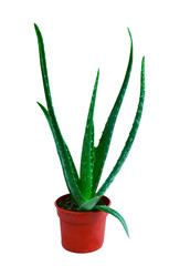 Aloe Vera with white background