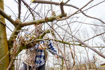 Gardener is cutting branches, pruning fruit trees with long shears in the orchard