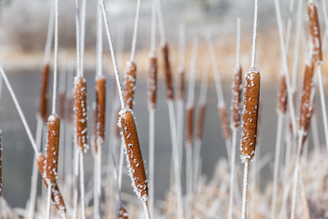 Frozen Cattails