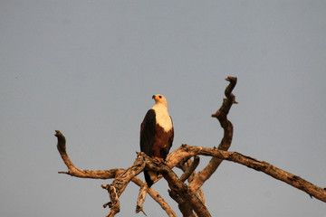 drapieżny ptak bielik afrykański siedzący na suchym konarze drzewa  na tle nieba