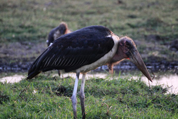 duży brzydki ptak marabut afrykański z bliska brodzącyna mokradłach