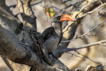 afrykański ptak dzioborożec z pomarańczowym dużym dziobem siedzący wsród gałęzi