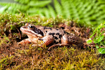 A brown frog with forest background