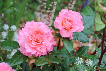 Deux grands fleurs de rose dans le jardin. Rosier remontant Fox Trot