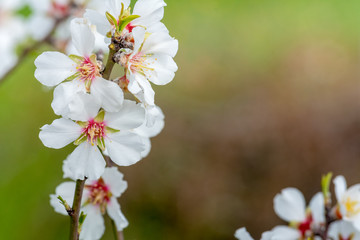 Horizontal View of Close Up of Flowered Almond Branch On Blur Green Background