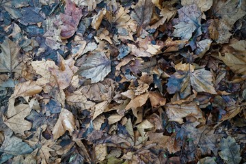 Dirty autumn leaves. natural background for web site or mobile devices