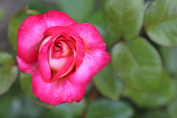 La rose variété Léo Ferré.