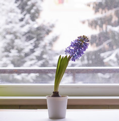 Violet hyacinth blooming flowers in pot on a window sill.