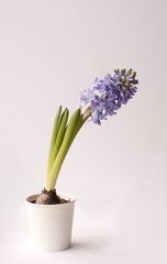 Violet hyacinth blooming flower in pot