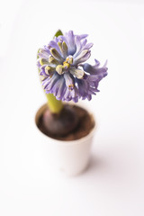 Violet hyacinth blooming flower in pot