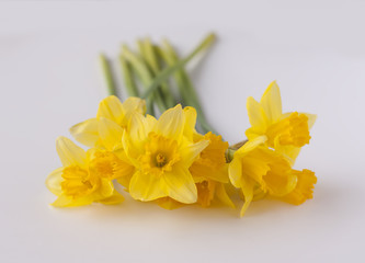 Yellow narcissus flowers