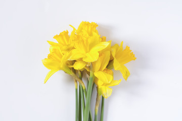 Yellow narcissus flowers