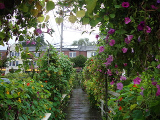 Fototapeta na wymiar bridge over river covered in flowers and plants
