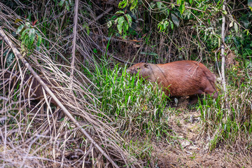 Naklejka na ściany i meble Capybara in the jungle of Surinam 