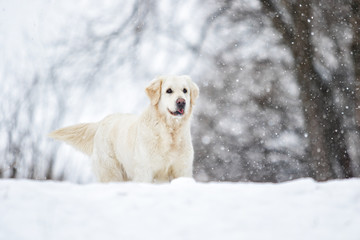 golden retriever dog in winter park