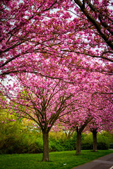 Blühende pinke Kirschbäume Endlich Frühling