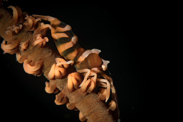 Whip coral partner shrimp (Pontonides unciger) on the Secret Bay dive site, Anilao, Philippines
