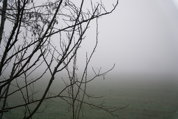 Landscape of dense fog in the field and silhouette of tree trunk in warm winter
