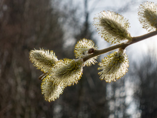 Weidenkätzchen