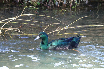 Cayuga duck, green iridescent feathers with a dark coloured beak