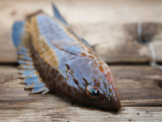 Fototapeta premium Freshly caught sea fish in a wooden boat.