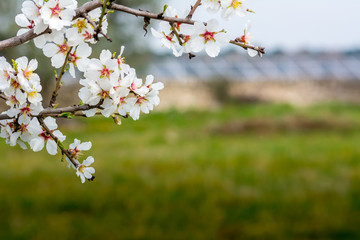Horizontal View of Close Up of Flowered Almond Branch On Blur Green Background