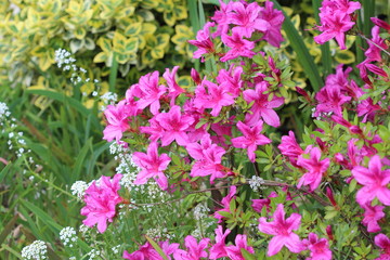 Fleurs d'Azalee du Japon variete Purple splendor dans le jardin.