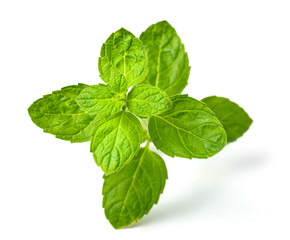 fresh Scotch spearmint leaves isolated on white