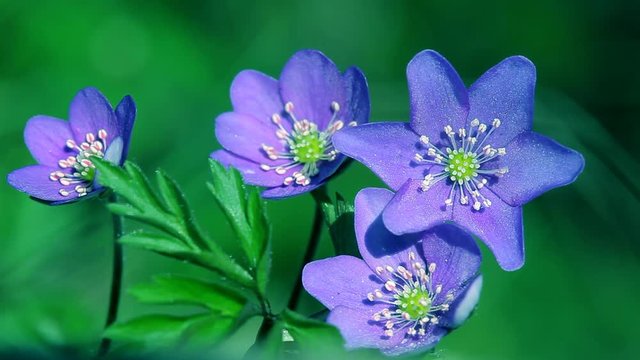 Beautiful blue flowers - Anemone hepatica or Hepatica nobilis (common hepatica, liverwort). First spring flowers in the forest