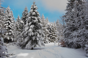 Sonniger Wintertag in den Vogesen