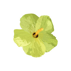 Isolated yellow Hibiscus tropical plant. Collection with hand dr - obrazy, fototapety, plakaty