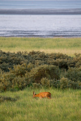 Ein Rehbock (Capreolus capreolus) am frühen Morgen auf der Nordseeinsel Juist in Nordfriesland, Deutschland, Europa.