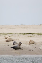 Seehunde (Phoca vitulina) auf einer Sandbank bei der nordfriesischen Nordseeinsel Juist in Deutschland, Europa. © DirkR