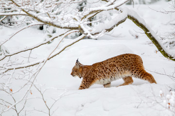 Luchs (Lynx lynx) im Winter im Tier-Freigelände im Nationalpark Bayrischer Wald, Deutschland.