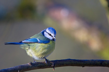 Blaumeise (Cyanistes caeruleus) im Winter im Naturschutzgebiet Mönchbruch bei Frankfurt,...
